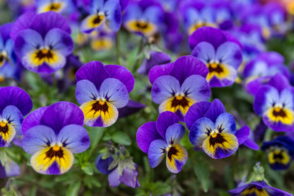 Viola Flower seeds for Planting Hardy Variety Heirloom & GMO Free Seeds for Home Garden