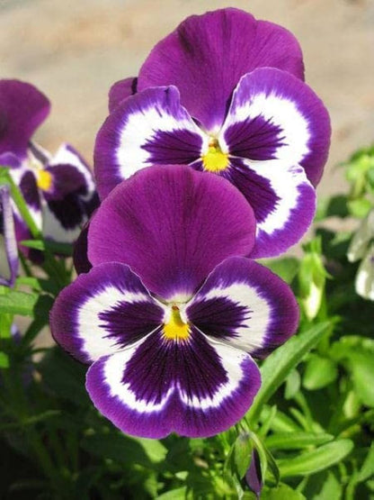 Viola wittrockiana Flower Seeds
