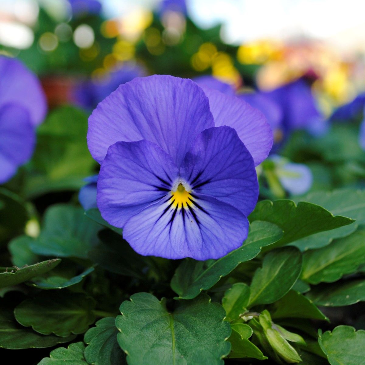 Violet Flower seeds for Planting Premium Quality, Heirloom & GMO Free Seeds for Home Garden vegetable and garden seeds