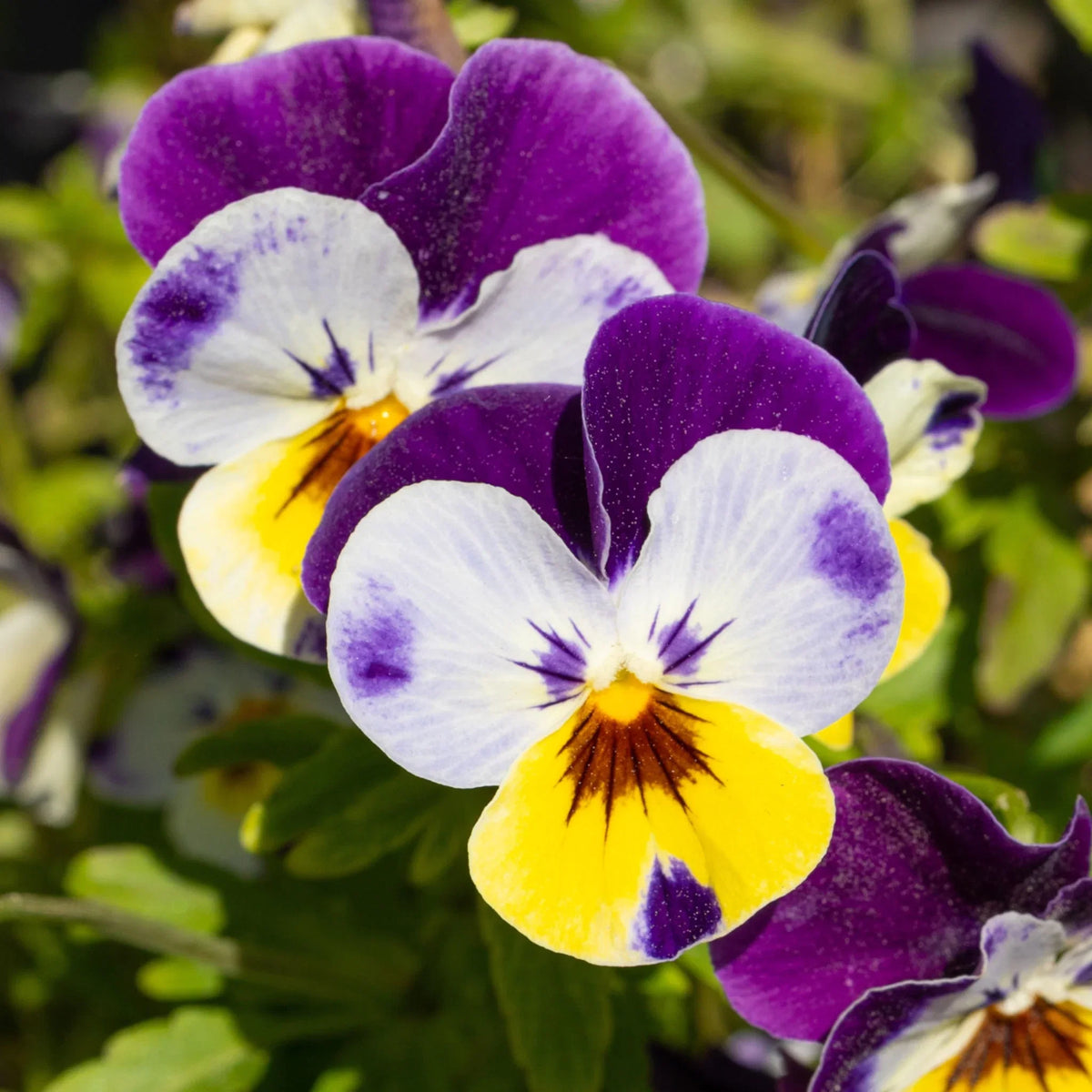 Johnny Jumpup Viola Flower seeds for Planting Colorful Display Heirloom & GMO Free Seeds for Home Garden 
 
 Sale