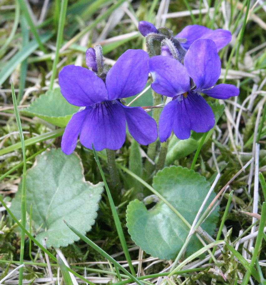 Premium Viola Odorata Flower seeds for Planting Vibrant Colors, Heirloom & GMO Free Seeds for Home Garden seeds