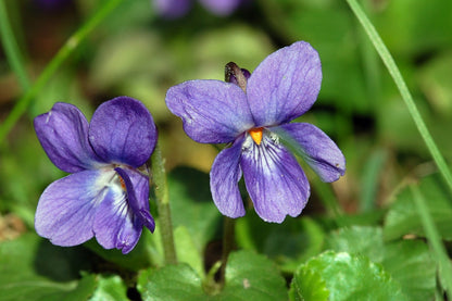 Heirloom Viola Odorata Flower seeds for Planting Perfect for Borders Heirloom & GMO Free Seeds for Home Garden