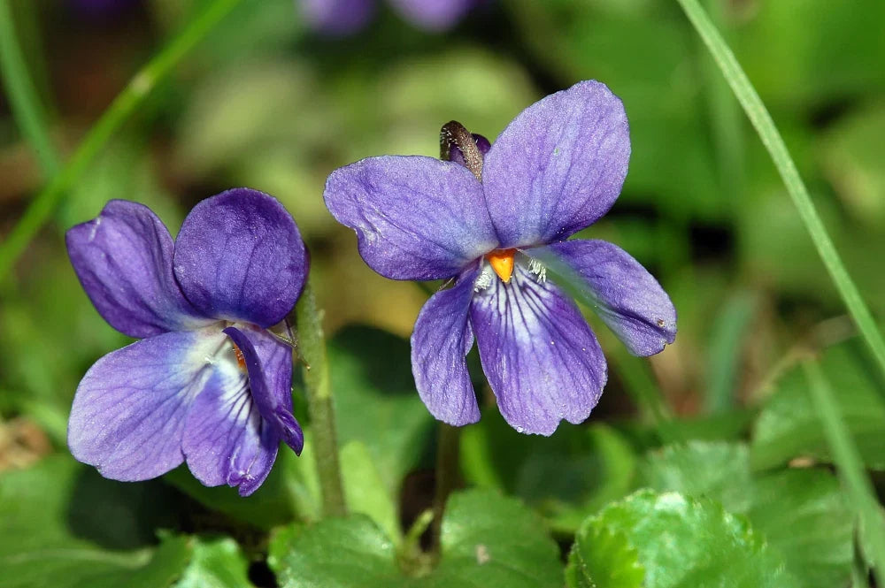 Viola Yedoensis Flower seeds for Planting Premium Quality Heirloom & GMO Free Seeds for Home Garden
