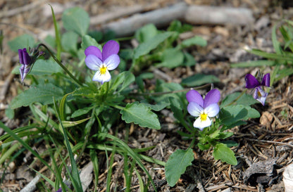 Viola Tricolor Planting Flower Seeds For Vibrant Gardens - Organic Multi-Colored Blooms