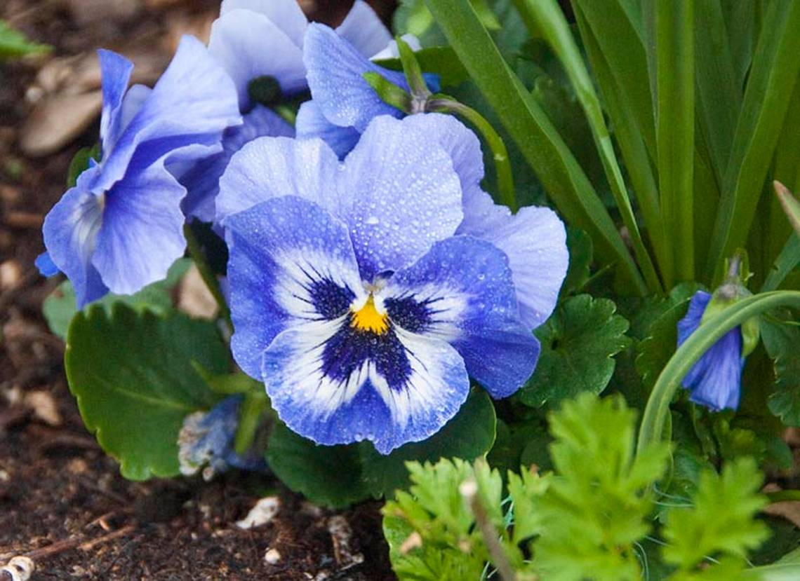 Viola Flower seeds for Planting Hardy Variety Heirloom & GMO Free Seeds for Home Garden