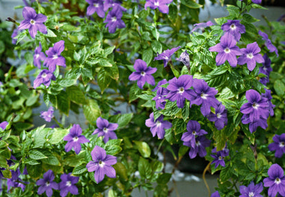 Container Planting Violet Browallia Seeds