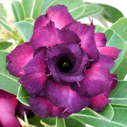Violet Pink Adenium Obesum Flower seeds for Planting Sun Loving Heirloom & GMO Free Seeds for Home Garden