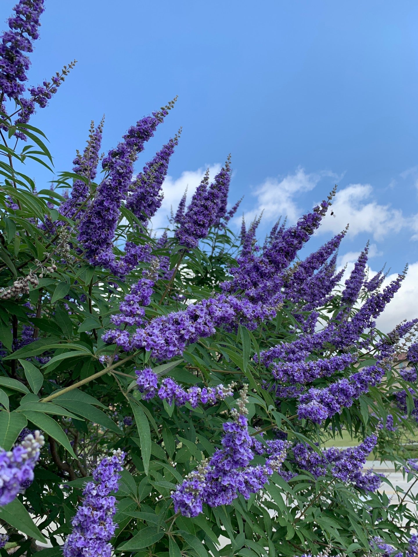 High quality Purple Angus Castus Flower seeds for Planting Seasonal Bloomer, Heirloom & GMO Free Seeds for Home Garden seeds pack