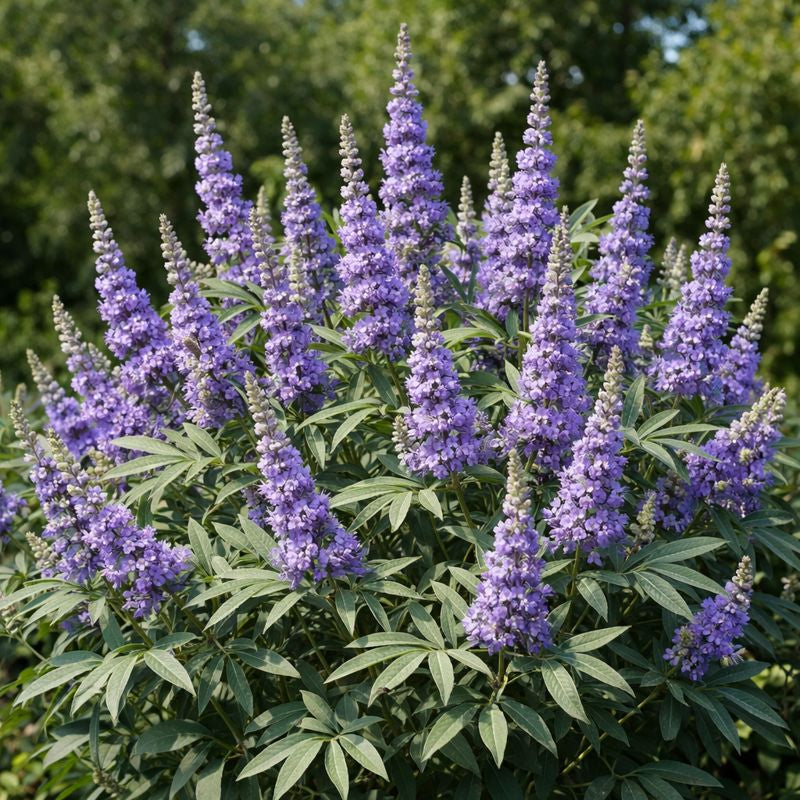 Purple Vitex Agnus Flower seeds for Planting Drought Tolerant, Heirloom & GMO Free Seeds for Home Garden vegetable and garden seeds