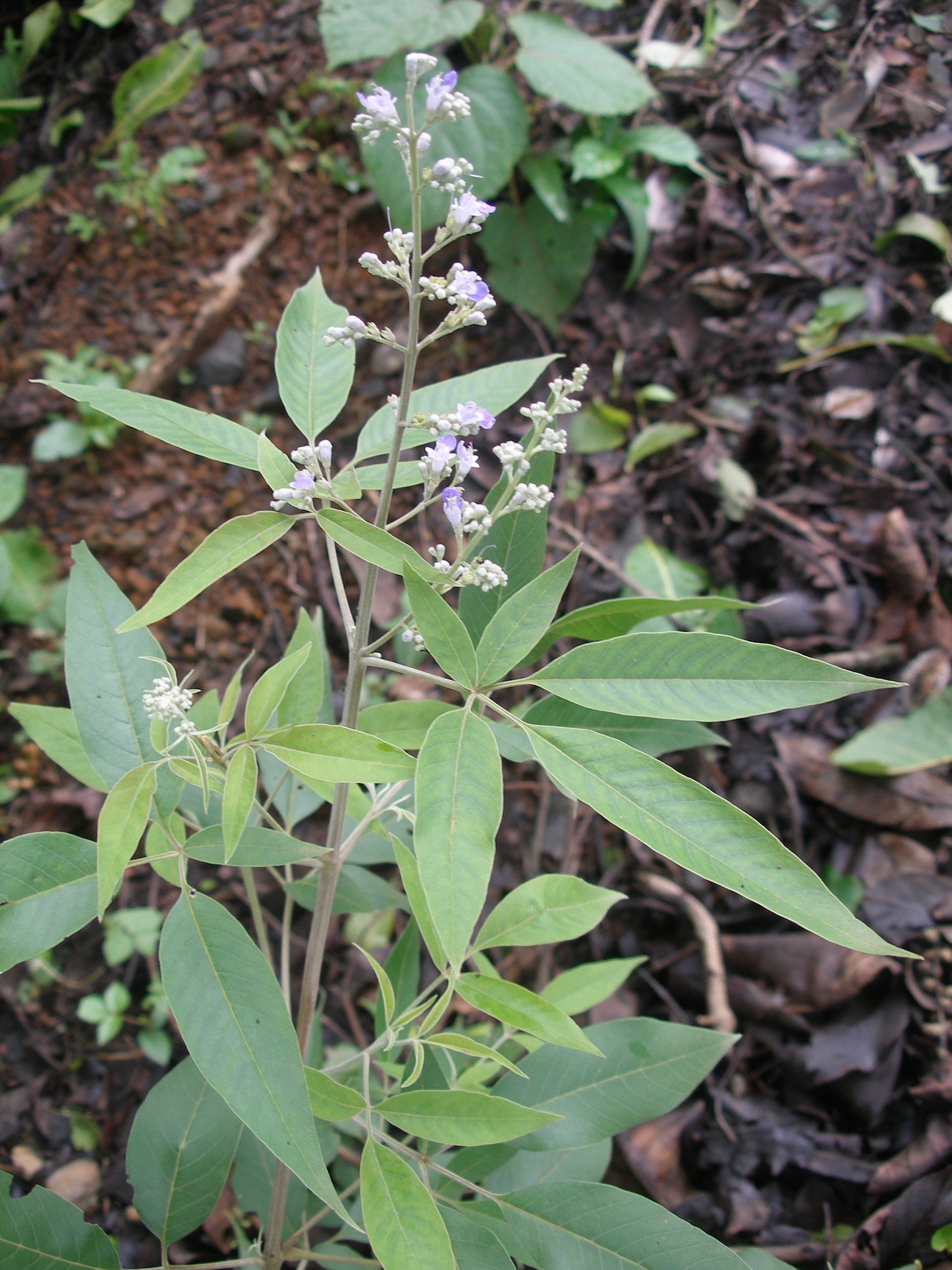 Vitex Negundo Planting Seeds - Premium Quality Foliage Shrub For Lush Greenery And Aromatic
