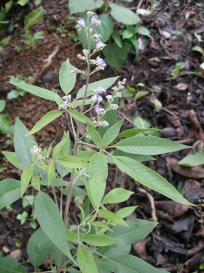 Vitex Negundo Planting Seeds - Premium Quality Foliage Shrub For Lush Greenery And Aromatic