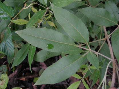Vitex Negundo Planting Seeds - Premium Quality Foliage Shrub For Lush Greenery And Aromatic