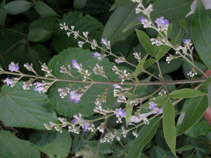 Vitex Negundo Planting Seeds - Premium Quality Foliage Shrub For Lush Greenery And Aromatic