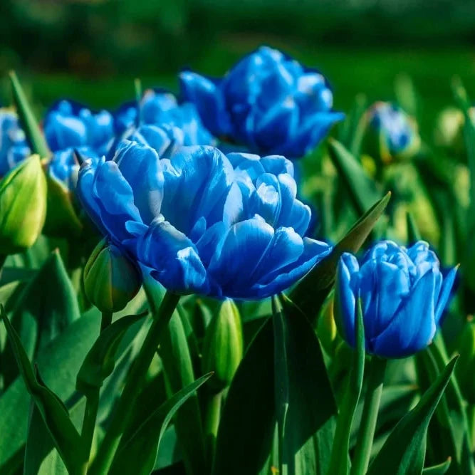 Premium Tulip Blue Flower seeds for Planting Hardy Variety, Heirloom & GMO Free Seeds for Home Garden seeds