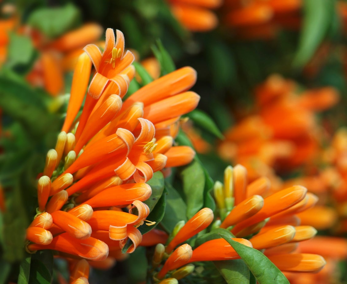 Lonicera Ciliosa Flower seeds for Planting Compact Growth Heirloom & GMO Free Seeds for Home Garden