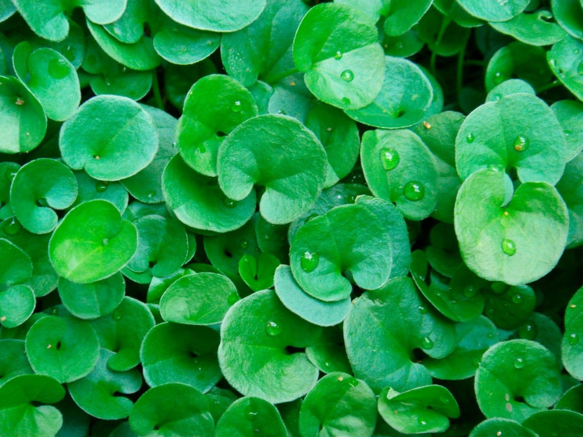 Dichondra Ground Cover Flower seeds for Planting, Cut Flower Favorite Heirloom & GMO Free Seeds for Home Garden