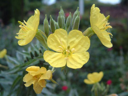 Oenothera Lamarckiana Flower seeds for Planting Vibrant Colors Heirloom & GMO Free Seeds for Home Garden