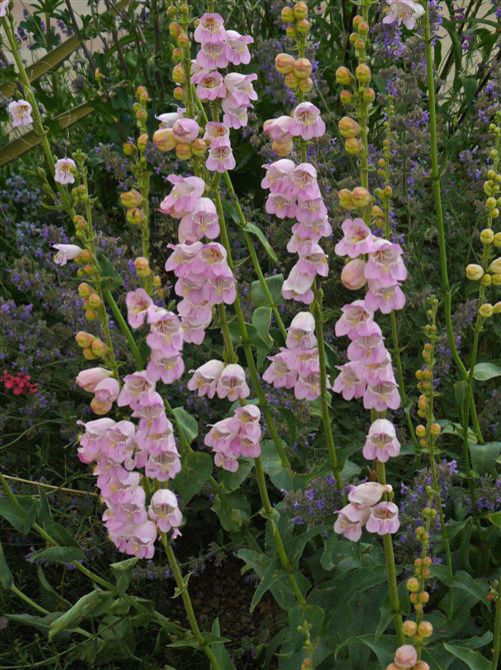 Violet Penstemon Flower seeds for Planting Hardy Variety, Heirloom & GMO Free Seeds for Home Garden vegetable and garden seeds