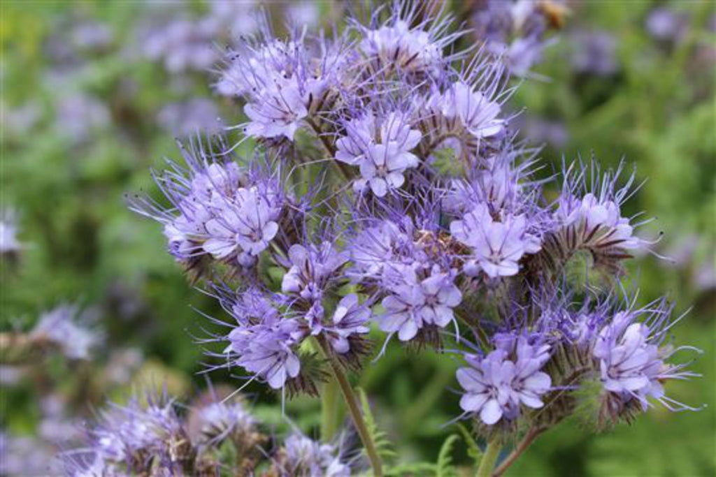 High quality Purple Phacelia Tanacetifolia Flower seeds for Planting Wildflower Mix, Heirloom & GMO Free Seeds for Home Garden seeds pack