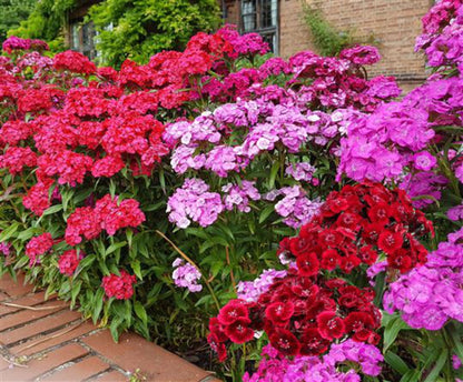 Dianthus Barbatus Flower seeds for Planting, Colorful Display Heirloom & GMO Free Seeds for Home Garden