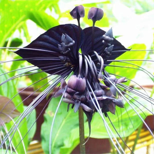 Butterfly Orchid Flower seeds for Planting Fragrant Blossoms, Heirloom & GMO Free Seeds for Home Garden seeds for planting