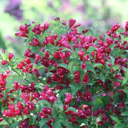Weigela Florida Flower seeds for Planting Bright Blooms Heirloom & GMO Free Seeds for Home Garden