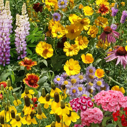 Perennial Flower seeds for Planting Garden Favorite Heirloom & GMO Free Seeds for Home Garden