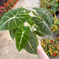 Green Alocasia Flower seeds for Planting Seasonal Bloomer, Heirloom & GMO Free Seeds for Home Garden seeds for planting