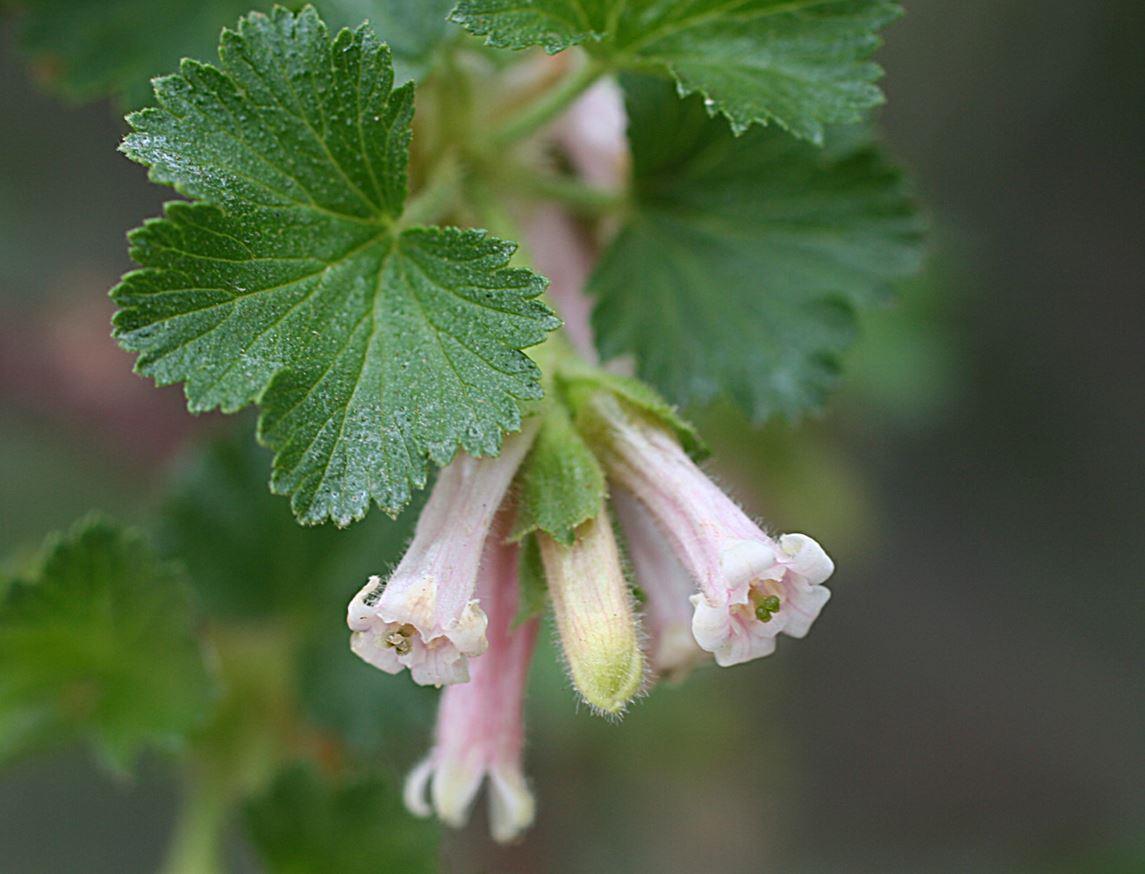 Pink Ribes Cereum Flower seeds for Planting Compact Growth, Heirloom & GMO Free Seeds for Home Garden vegetable and garden seeds