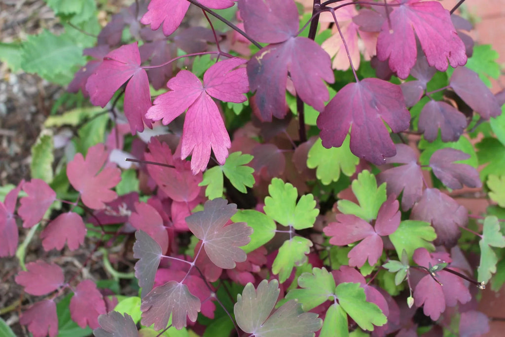 Oxalis Flower seeds for Planting Bright Blooms, Heirloom & GMO Free Seeds for Home Garden seeds for planting