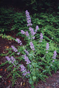 Blue Petromarula Pinnata Flower seeds for Planting Wildflower Mix, Heirloom & GMO Free Seeds for Home Garden seeds for planting