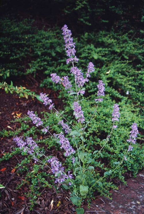 Blue Petromarula Pinnata Flower seeds for Planting Wildflower Mix, Heirloom & GMO Free Seeds for Home Garden seeds for planting