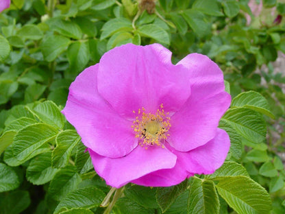 Rugosa Flower seeds for Planting Cottage Garden Essential Heirloom & GMO Free Seeds for Home Garden