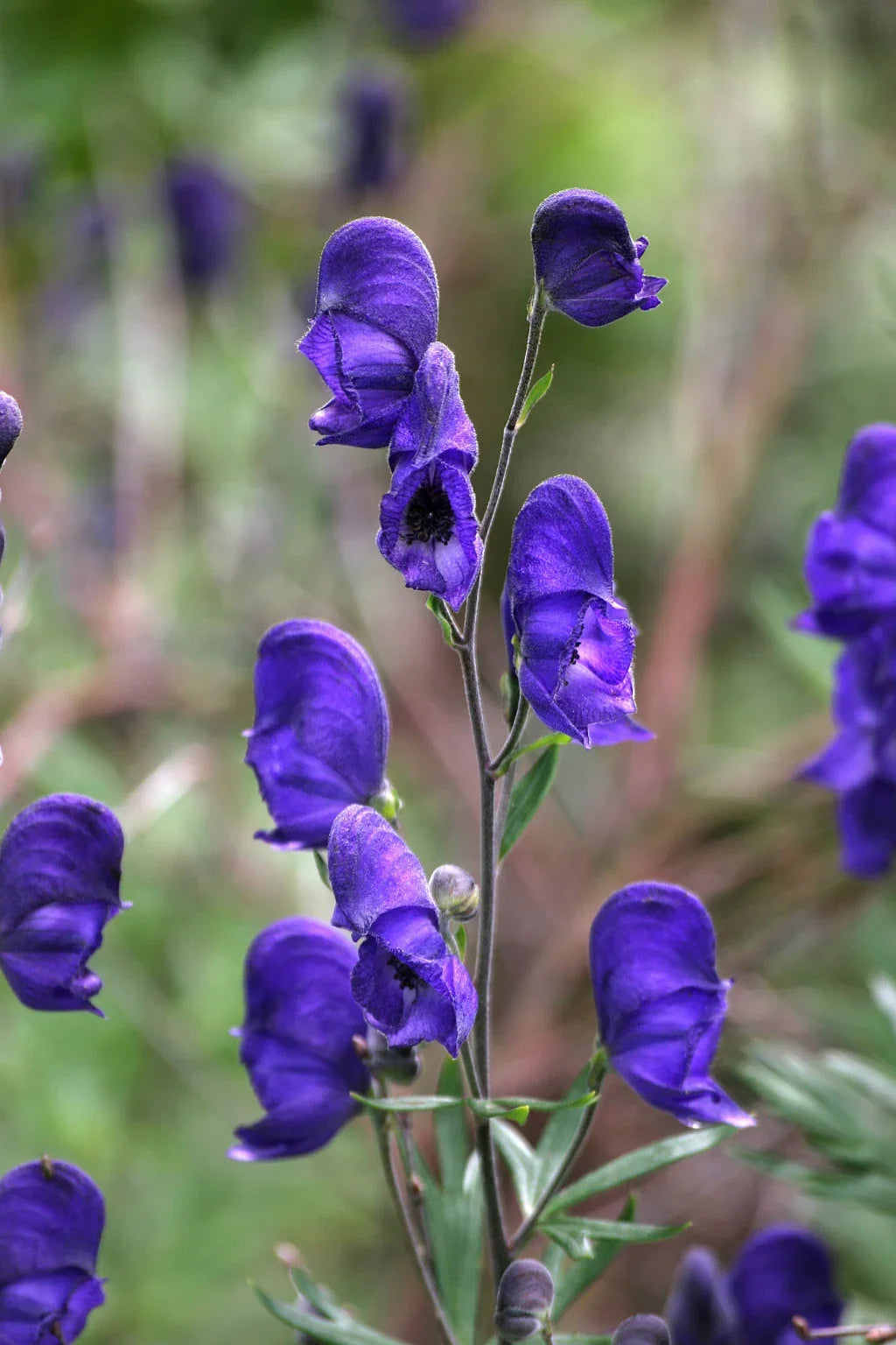 Premium Wolfsbane Flower seeds for Planting Colorful Display, Heirloom & GMO Free Seeds for Home Garden seeds