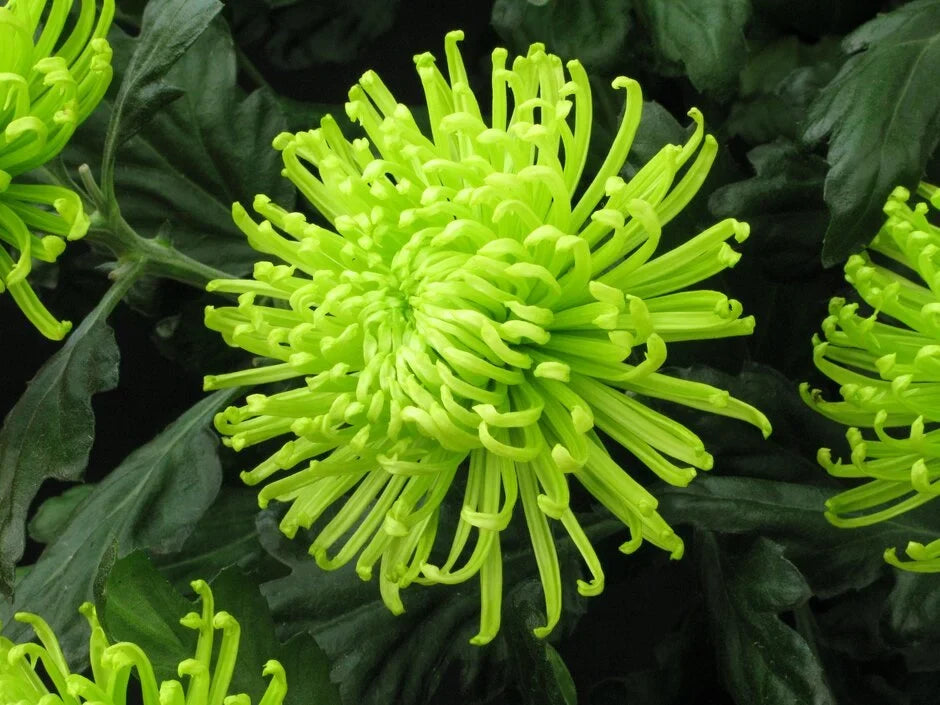 Premium Green Chrysanthemum Flower seeds for Planting Drought Tolerant, Heirloom & GMO Free Seeds for Home Garden seeds