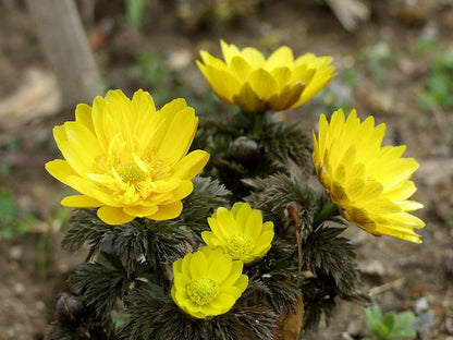 Yellow Adonis Flower seeds for Planting - Cottage Garden Essential, Heirloom & GMO Free Seeds for Home Garden