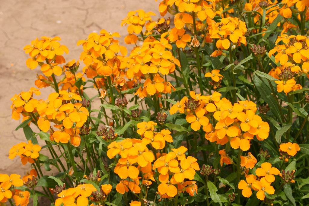 Premium Orange Siberian Flower seeds for Planting Bright Blooms, Heirloom & GMO Free Seeds for Home Garden seeds