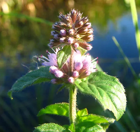 Premium Mint Flower seeds for Planting Cut Flower Favorite, Heirloom & GMO Free Seeds for Home Garden seeds