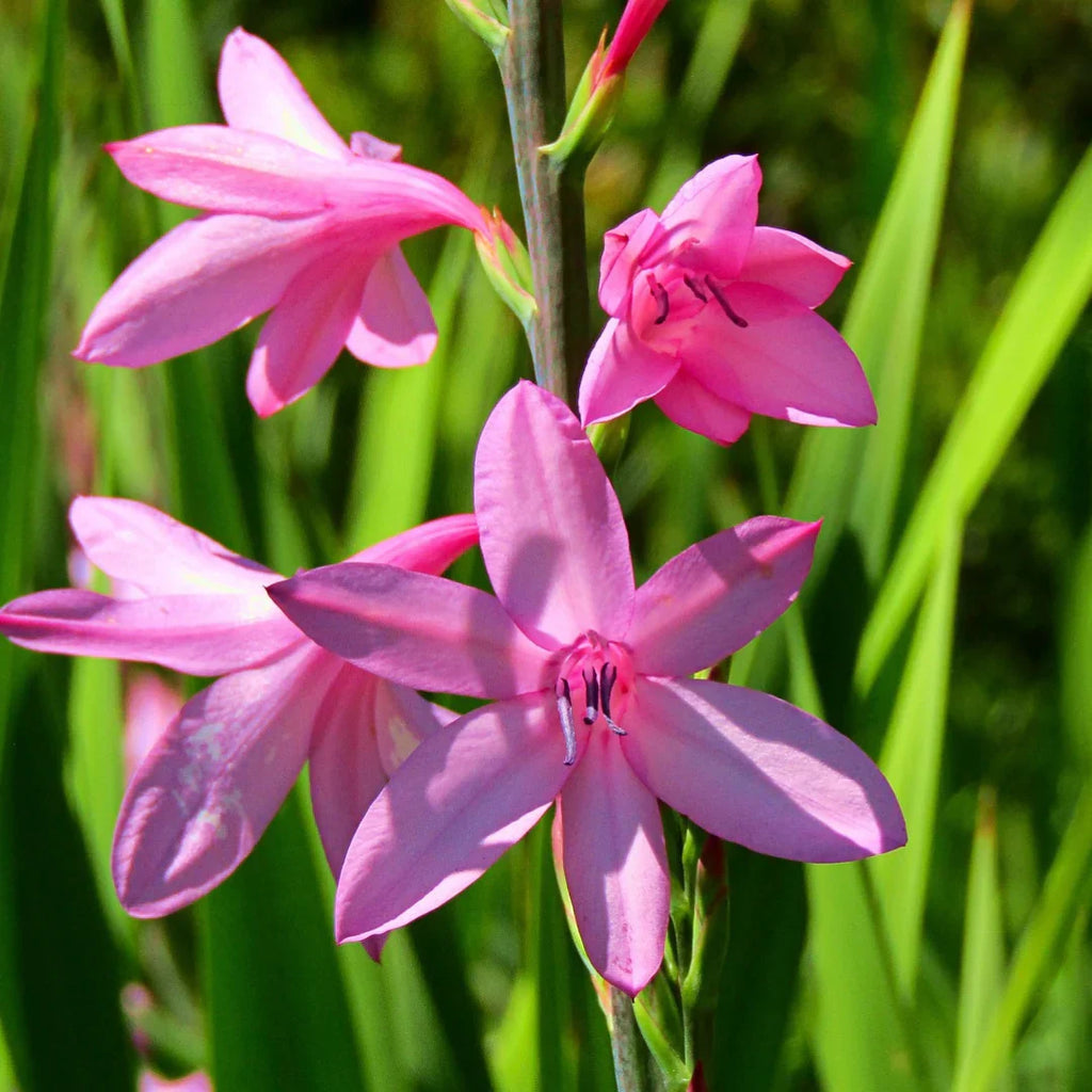 Watsonia Borbonica Flower seeds for Planting Wildflower Mix Heirloom & GMO Free Seeds for Home Garden vegetable and garden seeds