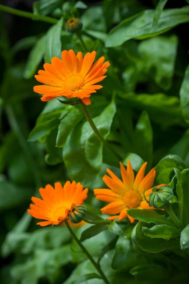 Calendula Officinalis Flower seeds for Planting Easy to Grow, Heirloom & GMO Free Seeds for Home Garden vegetable and garden seeds