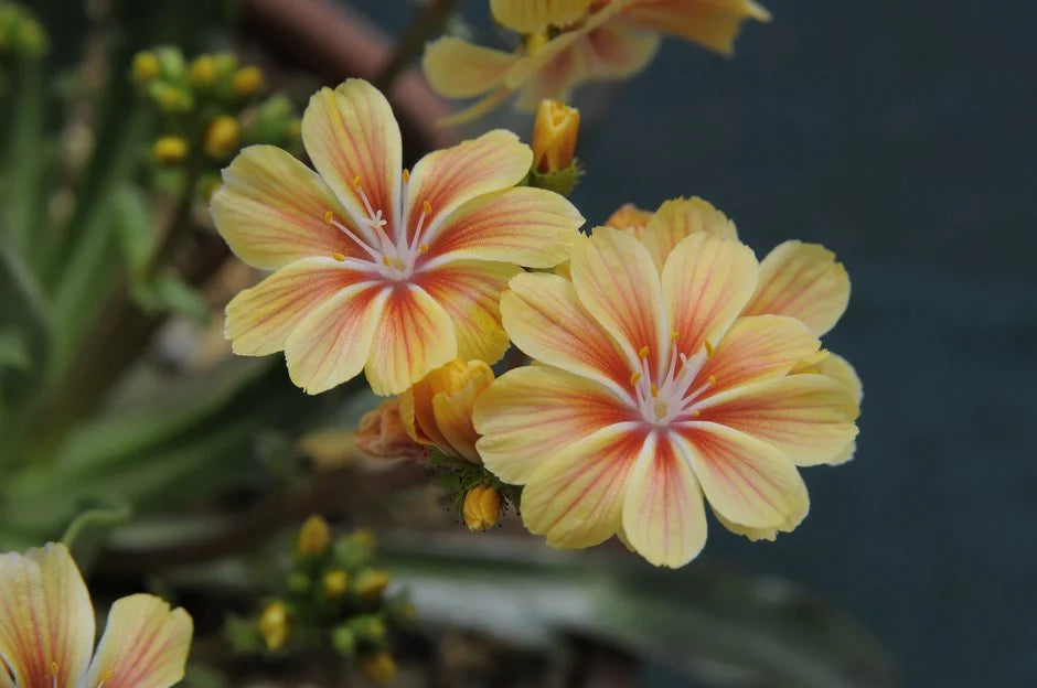 Lewisia Flower seeds for Planting Long Bloom Season Heirloom & GMO Free Seeds for Home Garden