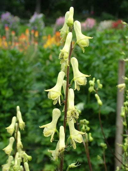 Lycoctonum Flower seeds for Planting Drought Tolerant Heirloom & GMO Free Seeds for Home Garden