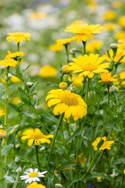Marigold Chrysanthemum Flower seeds for Planting Seasonal Bloomer Heirloom & GMO Free Seeds for Home Garden