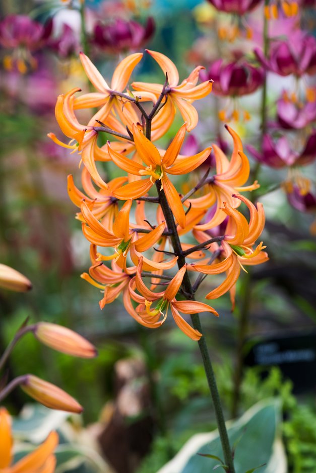 Premium Lilium Martagon Flower seeds for Planting Fragrant Blossoms, Heirloom & GMO Free Seeds for Home Garden seeds