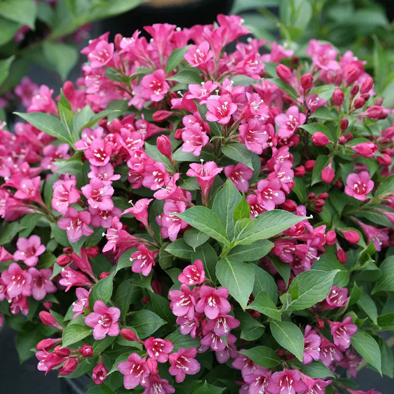 Weigela Florida Flower seeds for Planting Bright Blooms Heirloom & GMO Free Seeds for Home Garden