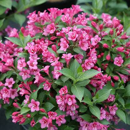 Weigela Florida Flower seeds for Planting Bright Blooms Heirloom & GMO Free Seeds for Home Garden