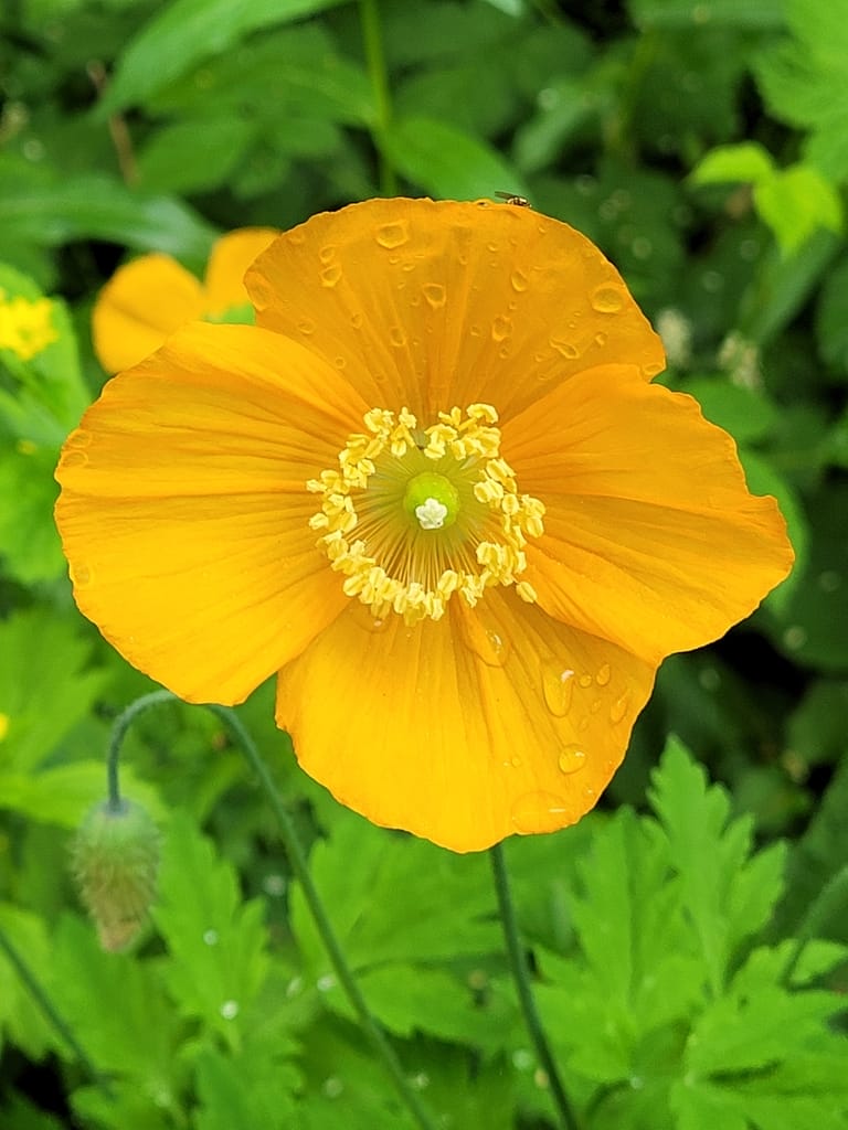 Meconopsis Cambrica Flower seeds for Planting Long Bloom Season Heirloom & GMO Free Seeds for Home Garden