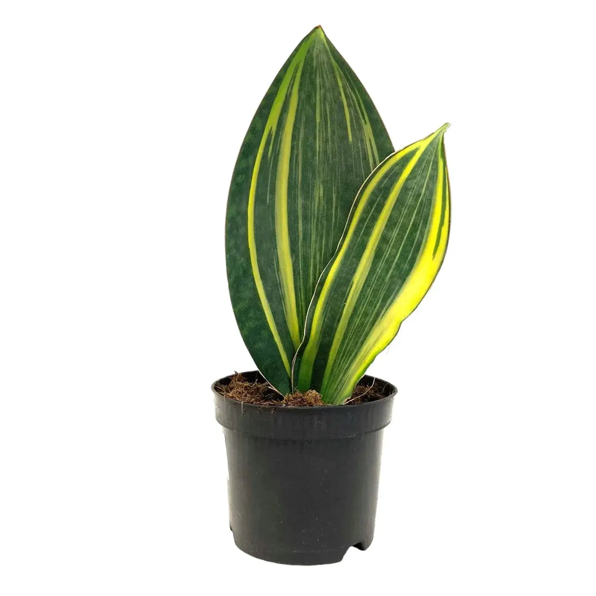 Sansevieria Plant Seeds Planting Thick Green Yellow Flower