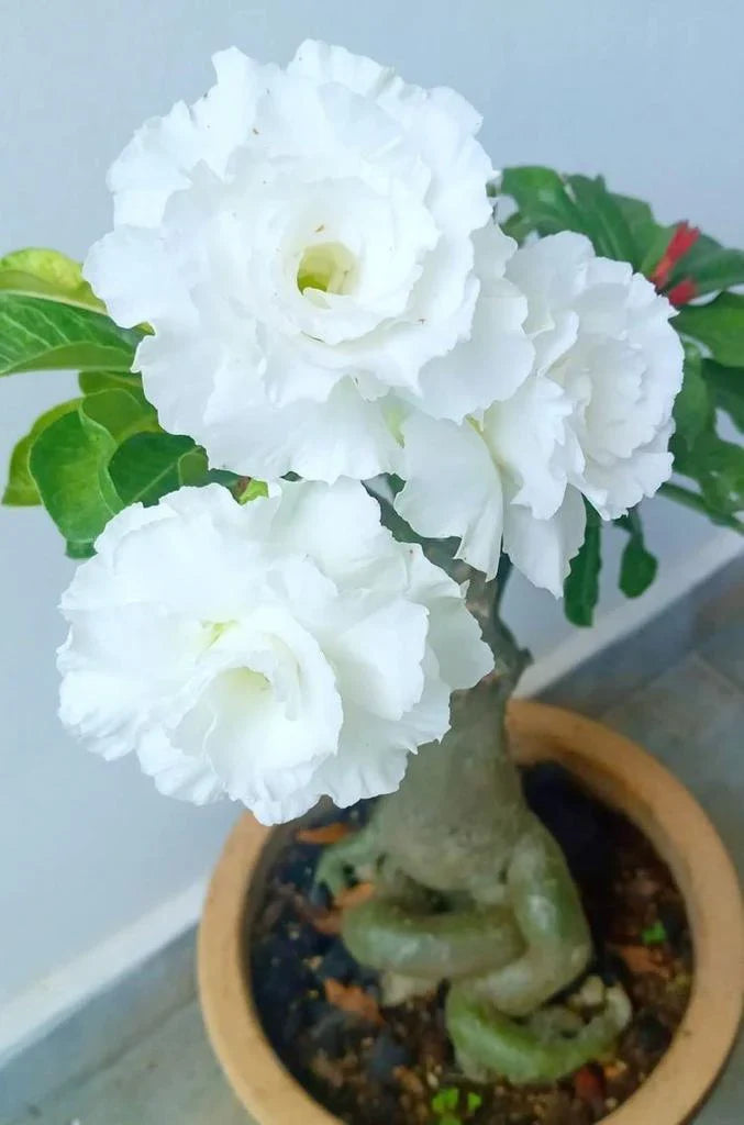 High quality White Adenium Flower seeds for Planting Colorful Display, Heirloom & GMO Free Seeds for Home Garden seeds pack