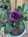 Purple Adenium Obesum Flower seeds for Planting Vibrant Colors, Heirloom & GMO Free Seeds for Home Garden seeds for planting